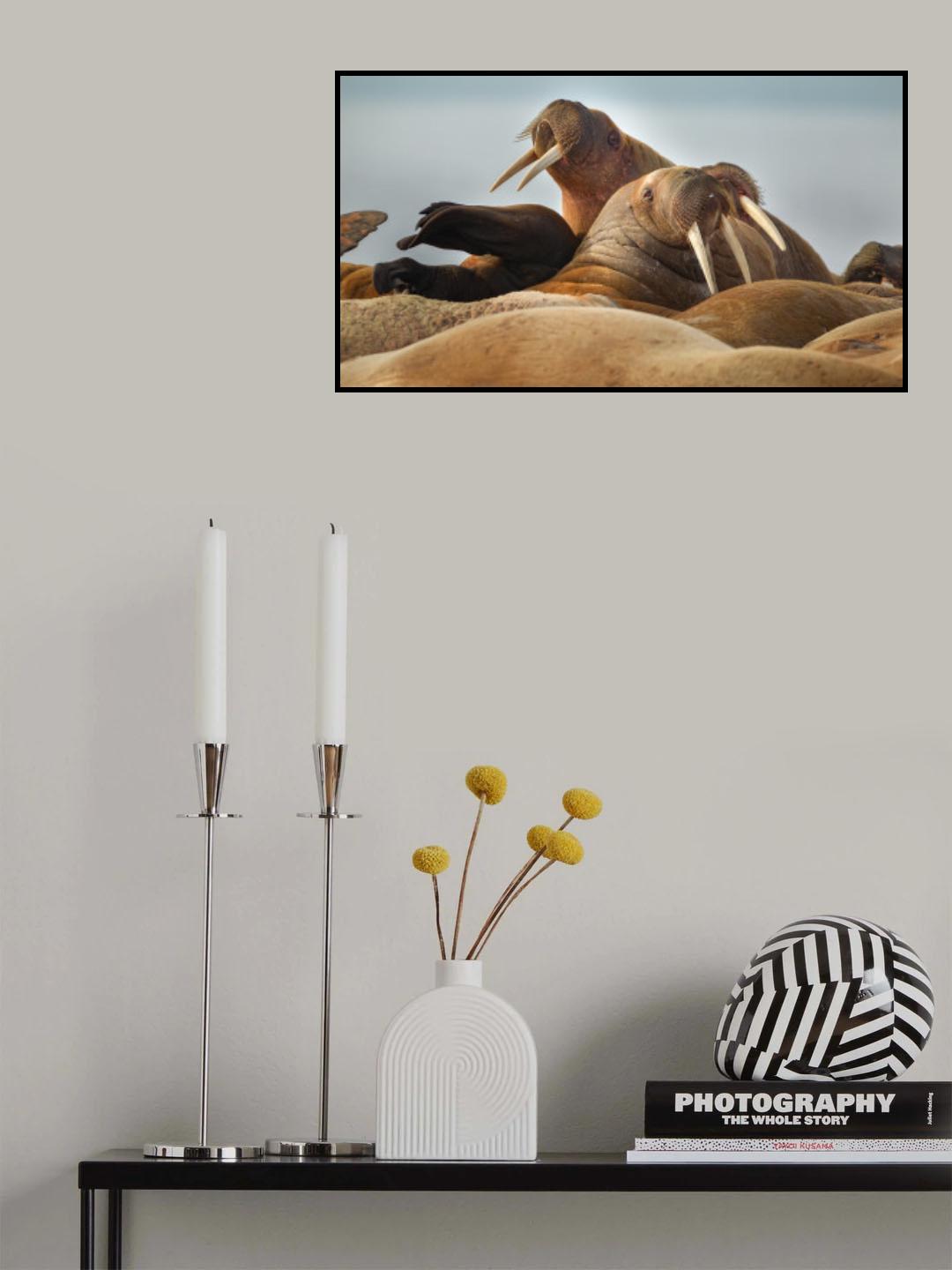 Walrus colony Poster och Canvastavla