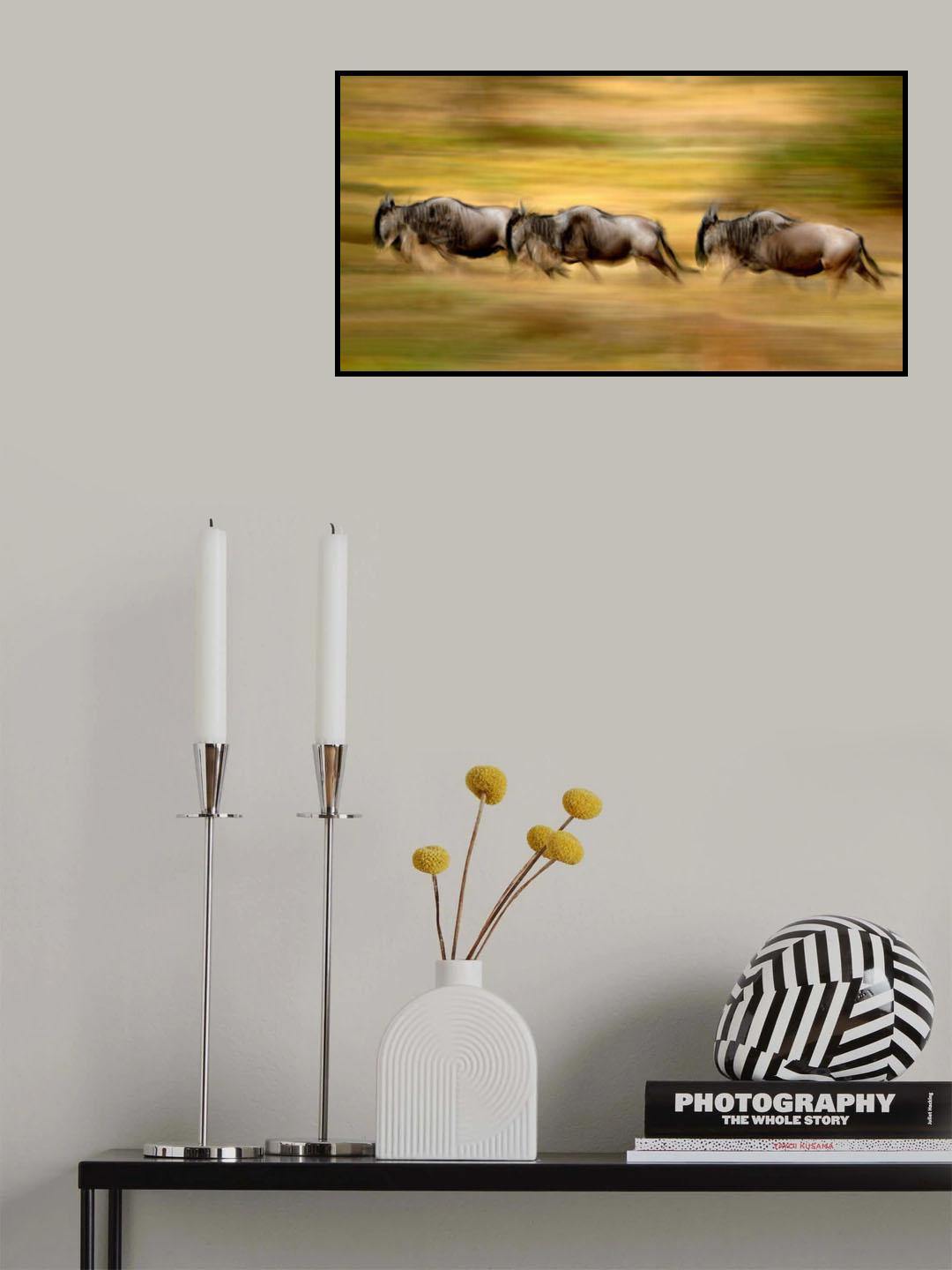 Wildebeest running Poster och Canvastavla