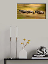 Wildebeest running Poster och Canvastavla