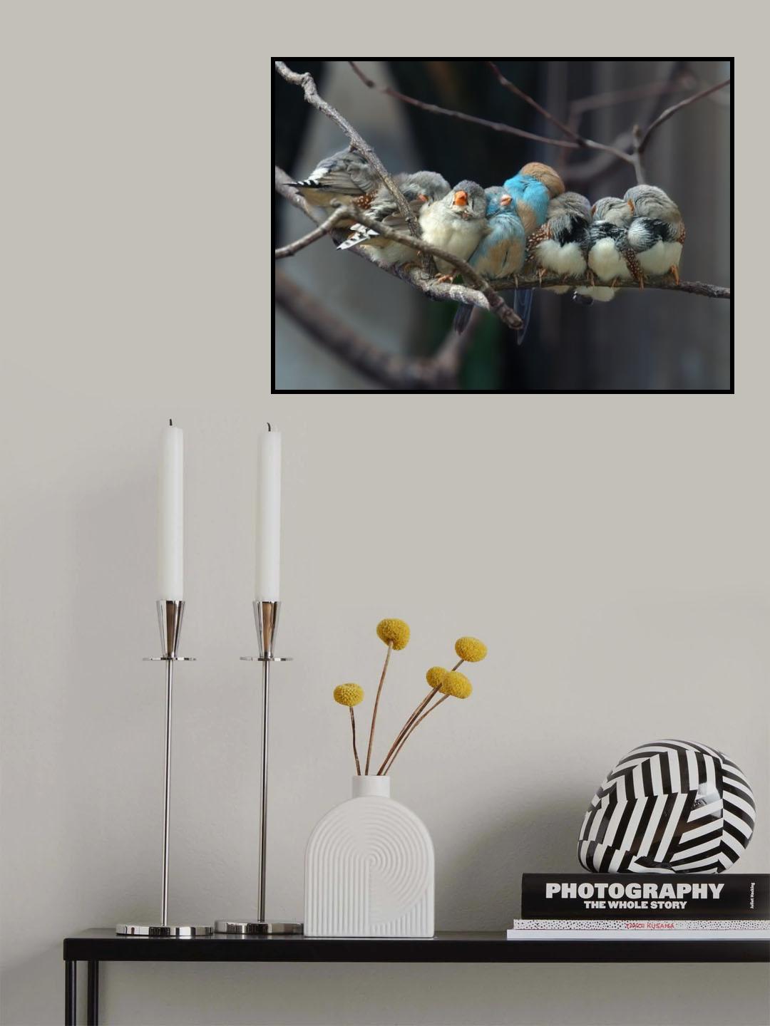 Siesta Poster och Canvastavla