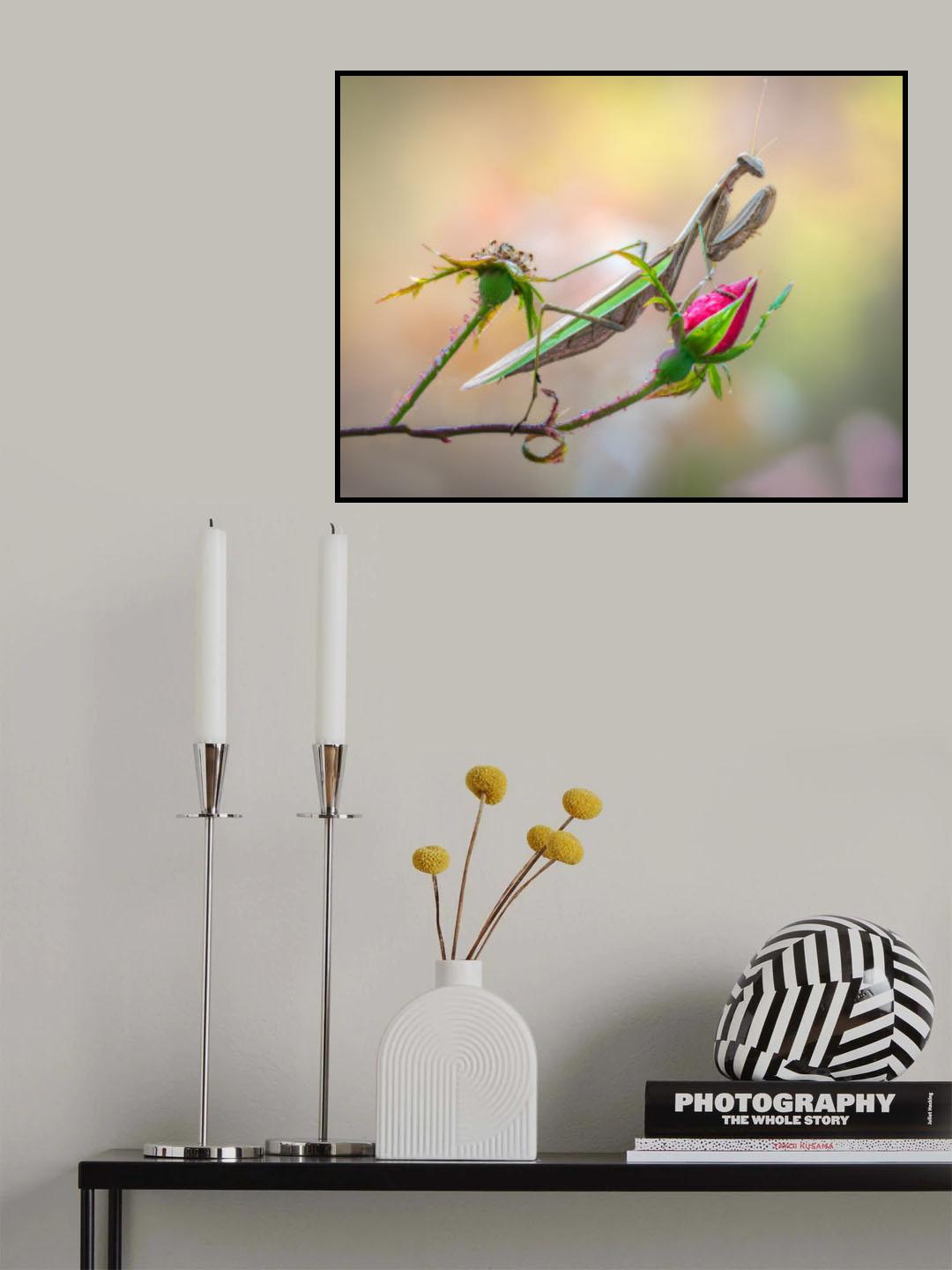 Rose lover Poster och Canvastavla