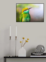 Little Bee-eater Poster och Canvastavla