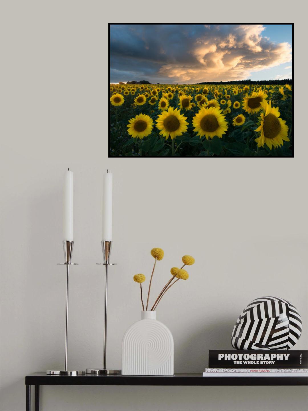 Sunflowers in Sweden. Poster och Canvastavla