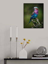 Colorful Rollin' Poster och Canvastavla