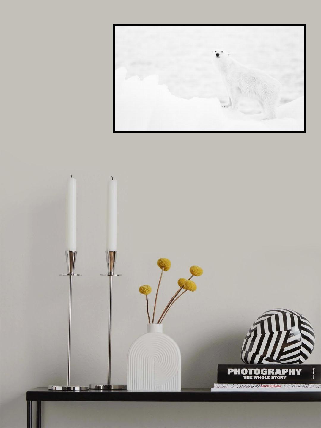 Polar bear in b&amp;w Poster och Canvastavla