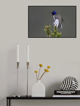 Ecuadorian Hillstar Hummingbird Poster och Canvastavla