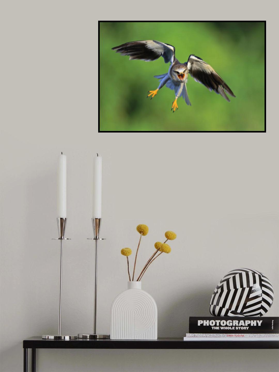 Black-winged Kite Poster och Canvastavla