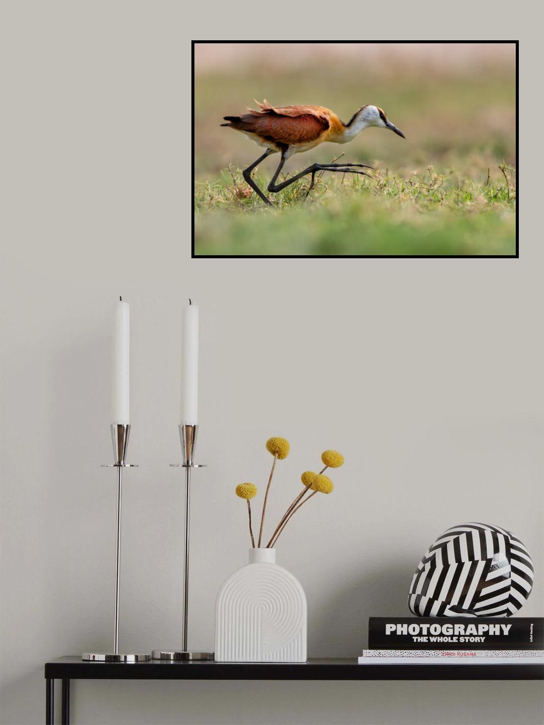 Jacana Walking Poster och Canvastavla