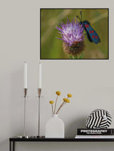 Six spot Burnett moth Poster och Canvastavla