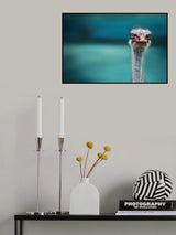 Ostrich Protecting two Poor Chicken from the Wind Poster och Canvastavla