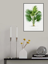 Xxvii Thrinax B Poster och Canvastavla