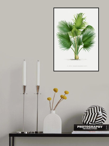 Xxvii Thrinax B Poster och Canvastavla