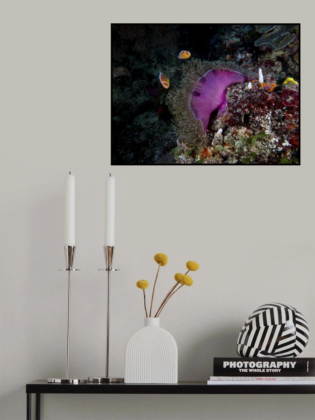 Pink Anemone Poster och Canvastavla