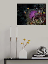 Pink Anemone Poster och Canvastavla