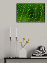Early sunshine on tea hill Poster och Canvastavla