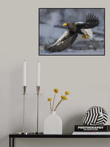 Steller's Sea Eagle Poster och Canvastavla