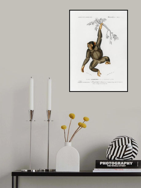Chimpangze Poster och Canvastavla