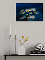 Oriental sweetlips Poster och Canvastavla