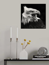 The American Eagle Poster och Canvastavla