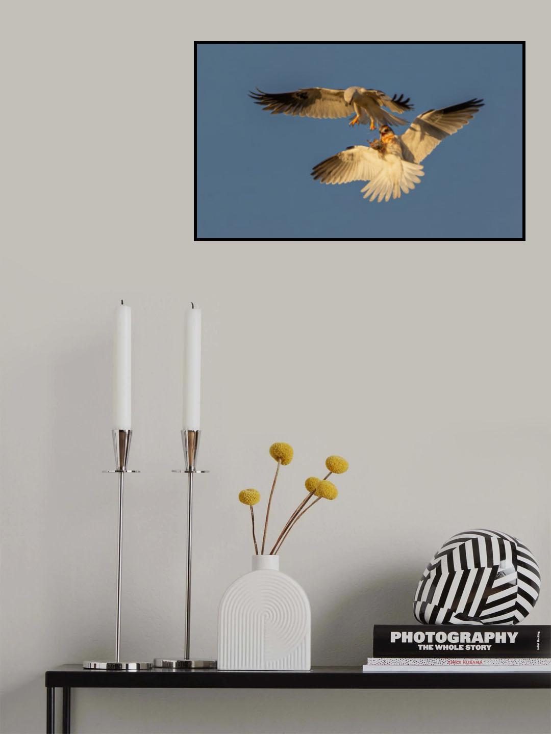 White tailed kite Poster och Canvastavla
