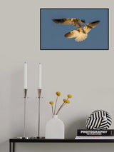 White tailed kite Poster och Canvastavla