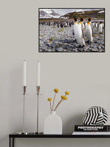 Penguins of Salisbury Plain Poster och Canvastavla