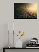 The sheep in Golden Light Poster och Canvastavla