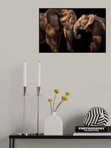 Elephants Poster och Canvastavla