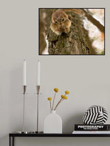 Don't you even try to grab my nuts! Poster och Canvastavla