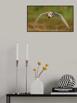 Owl: look me in the eyes Poster och Canvastavla