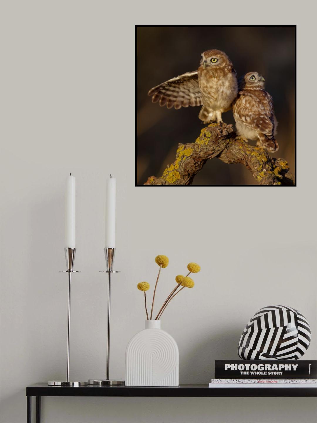Little Owls Poster och Canvastavla