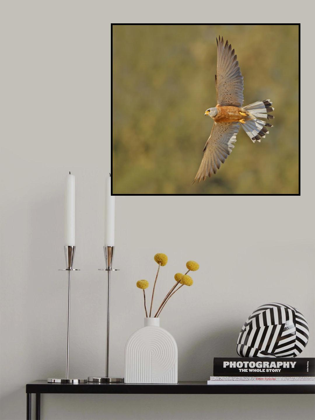 Lesser Kestrel . Poster och Canvastavla