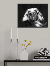 Brrr Poster och Canvastavla