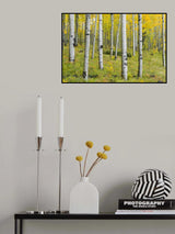 Yellow Birchs Poster och Canvastavla