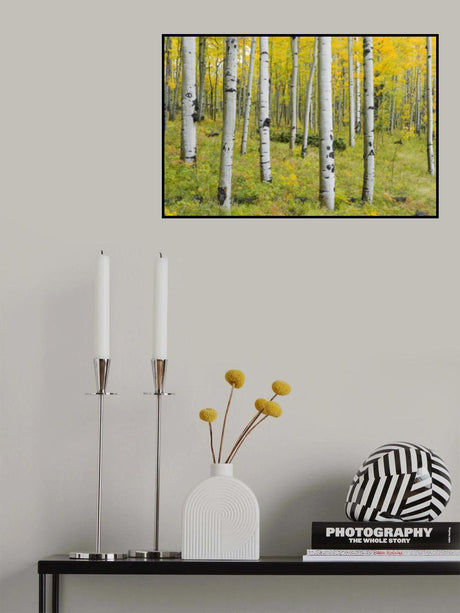 Yellow Birchs Poster och Canvastavla