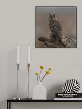 Long-eared owl Poster och Canvastavla