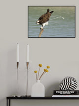 Osprey Poster och Canvastavla