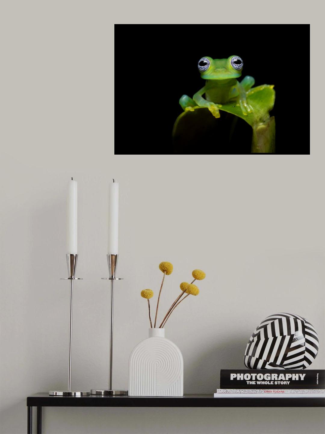 Limon giant glass frog Poster och Canvastavla