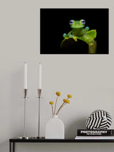Limon giant glass frog Poster och Canvastavla