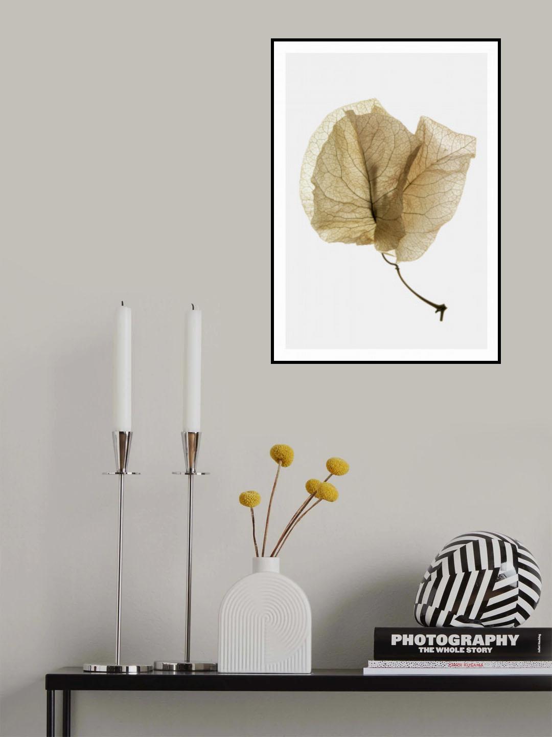 Bougainvillea Study No3 Poster och Canvastavla
