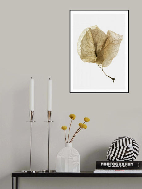 Bougainvillea Study No3 Poster och Canvastavla