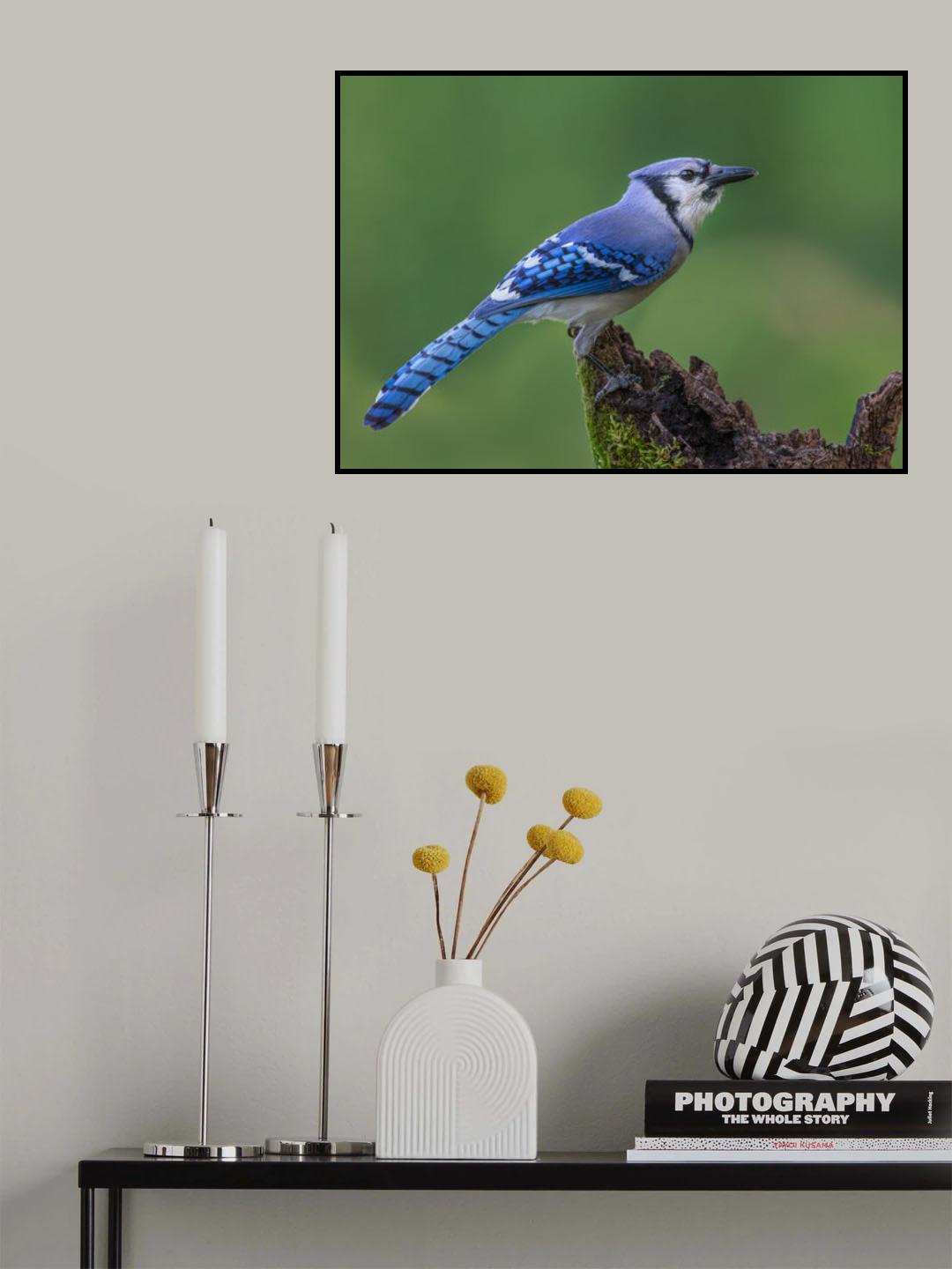 Just a Jay Poster och Canvastavla