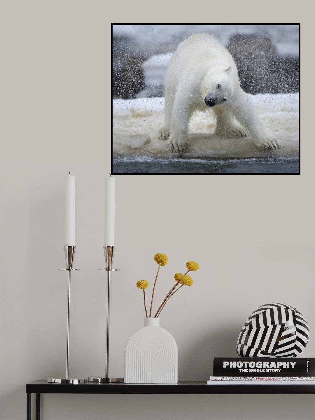 Polar bear Poster och Canvastavla