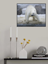Polar bear Poster och Canvastavla