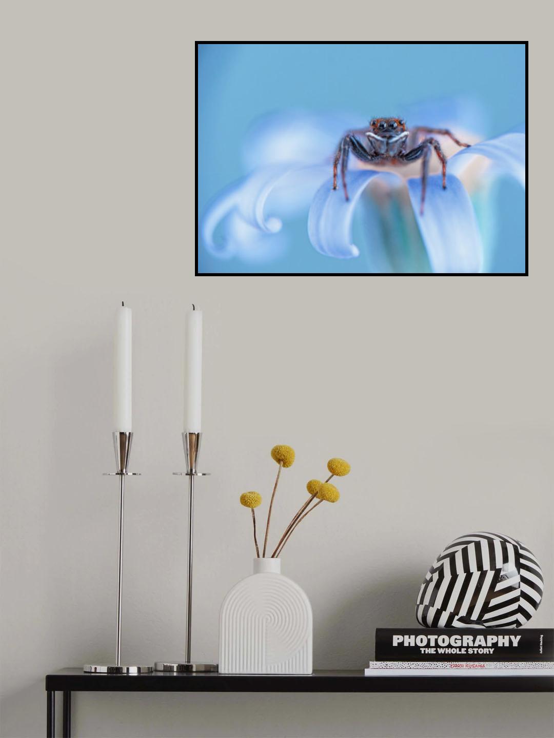 Jumping spider Poster och Canvastavla