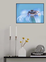 Jumping spider Poster och Canvastavla