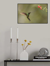 Sword-billed and flowers Poster och Canvastavla