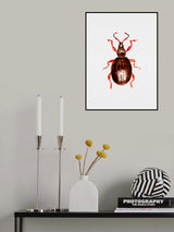 Strawberry root weevil  or Otiorhynchus ovatus Poster och Canvastavla