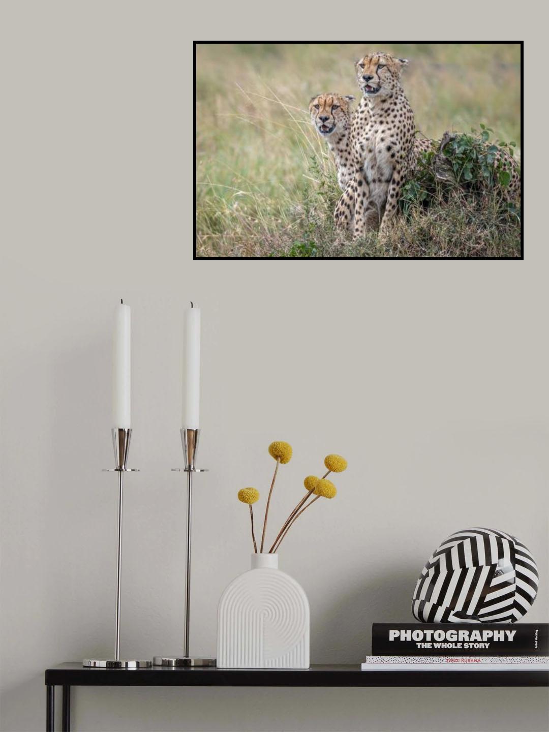 For love of cheetahs Poster och Canvastavla