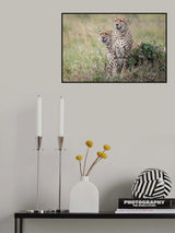 For love of cheetahs Poster och Canvastavla